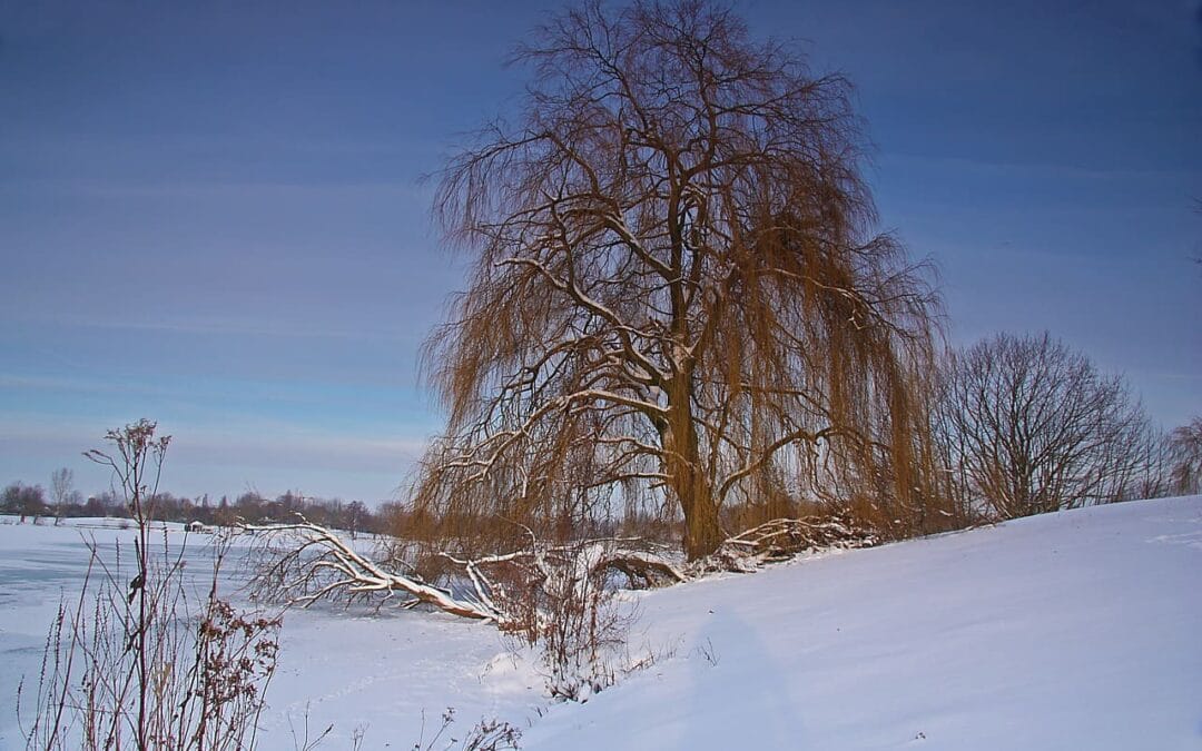 Salice piangente - lasciar accadere