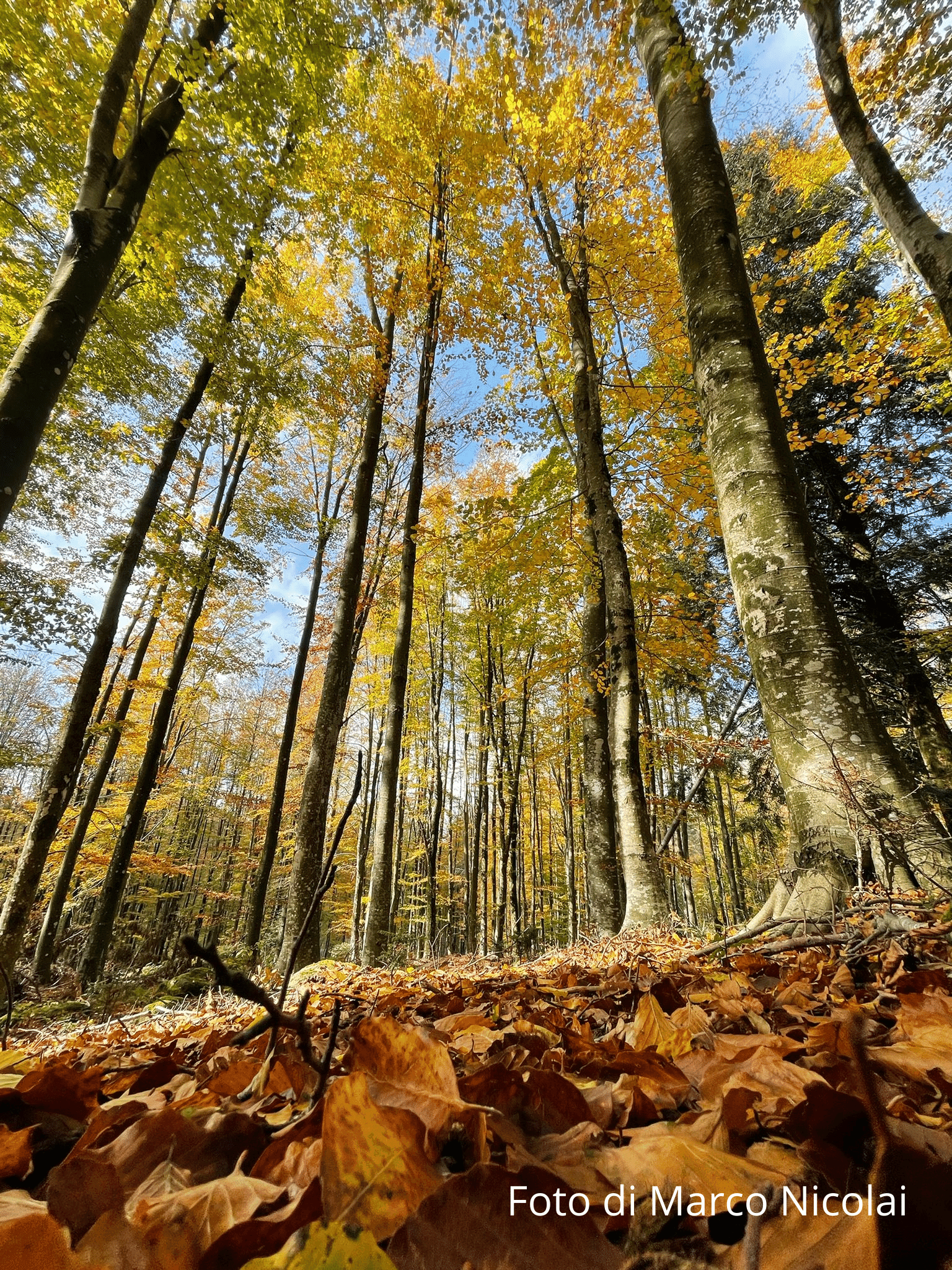 Forrest Therapy